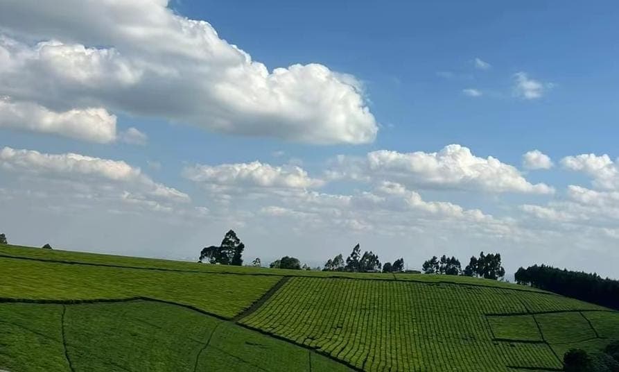 Experience Wellness in Every Sip