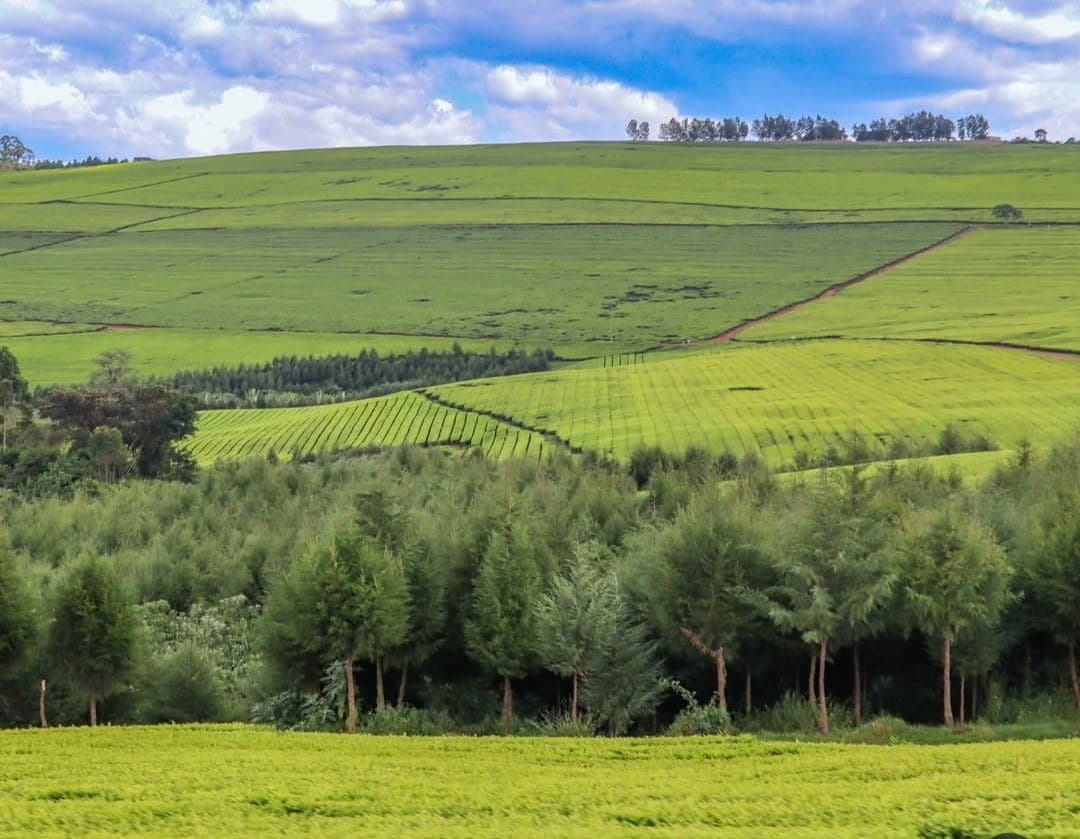 Kenyan Tea Plantations