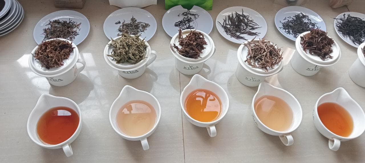 Tea Plantation Horizon