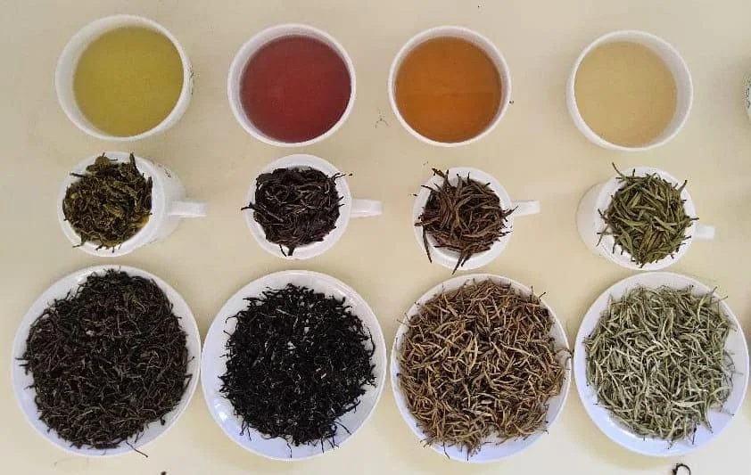 Four tea varieties during cupping evaluation
